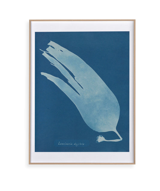 Anna Atkins I