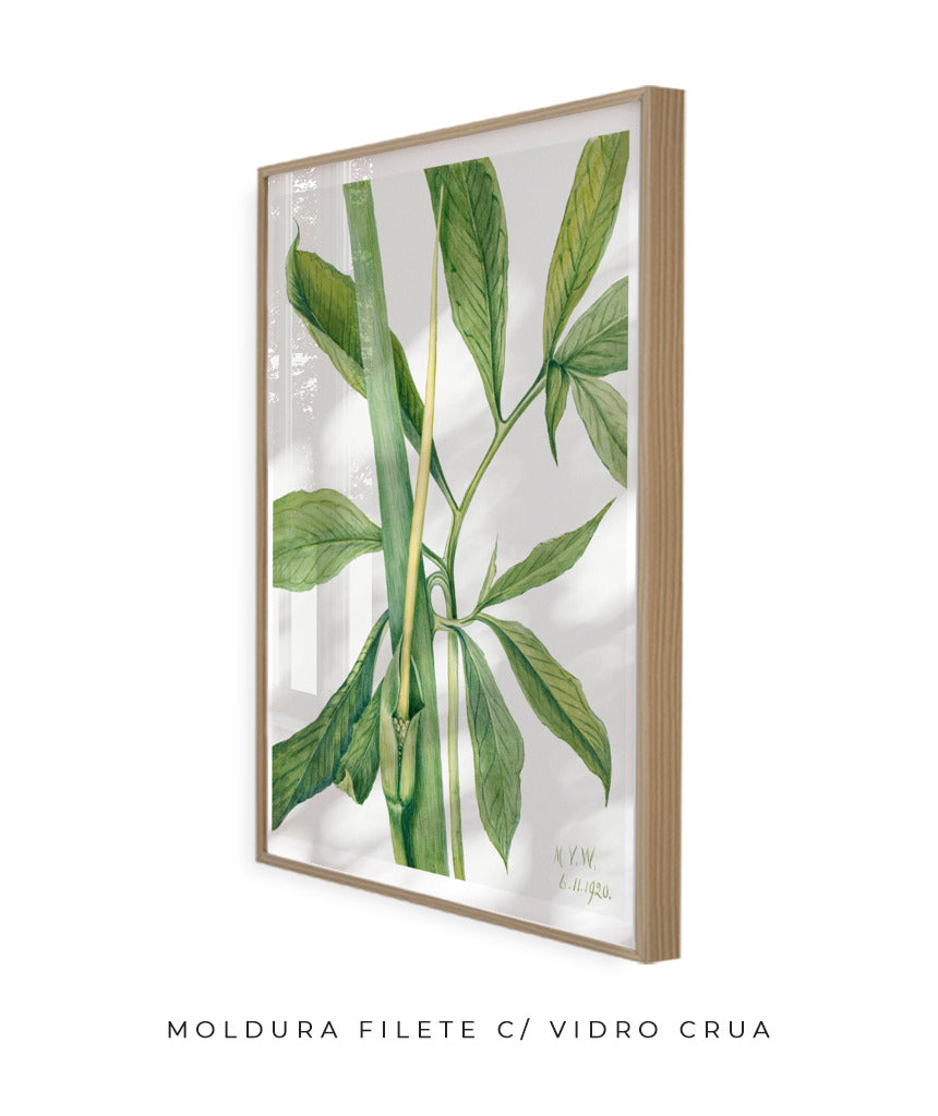 Natureza Viva