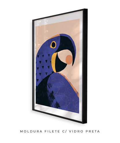 Arara Azul