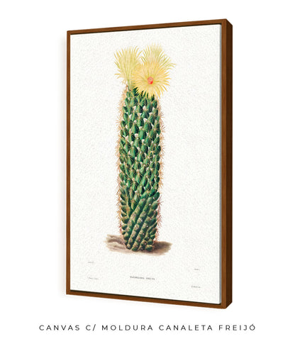 Mammillaria Erecta