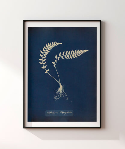 Anna Atkins VIII