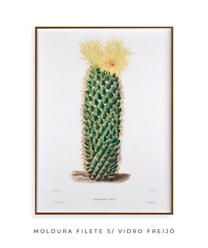 Mammillaria Erecta