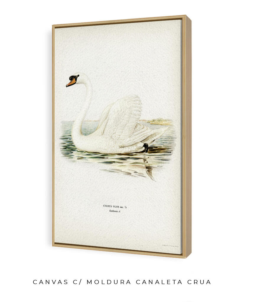 Cisne Branco II