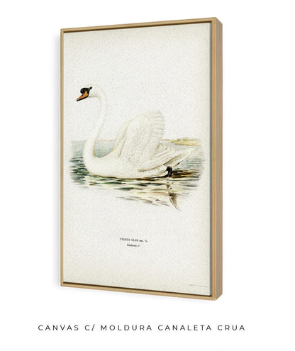 Cisne Branco II