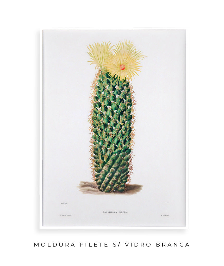 Mammillaria Erecta