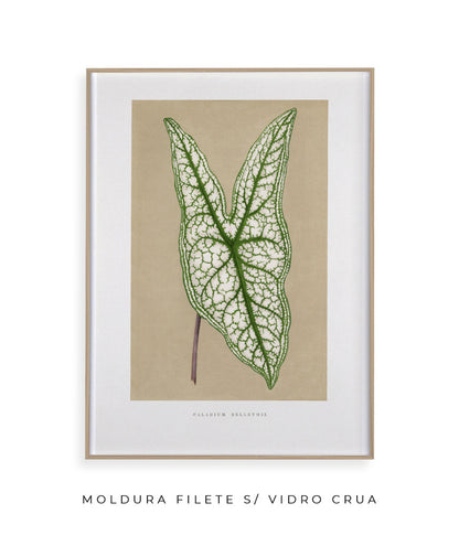 Folha VIII