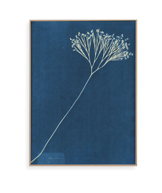 Anna Atkins VII