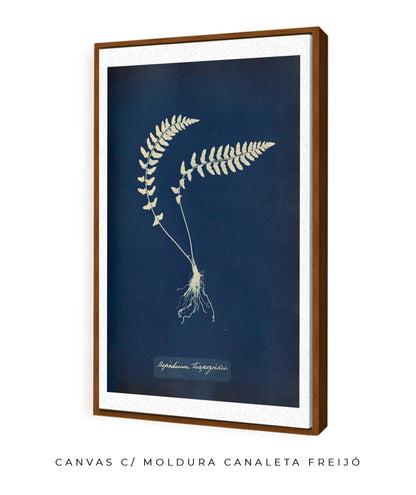 Anna Atkins VIII