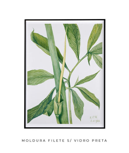 Natureza Viva