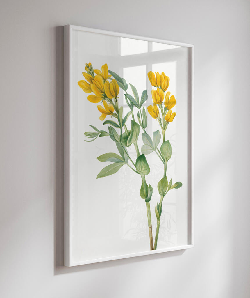 Flores Amarelas