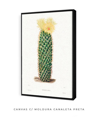 Mammillaria Erecta