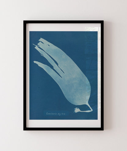 Anna Atkins I