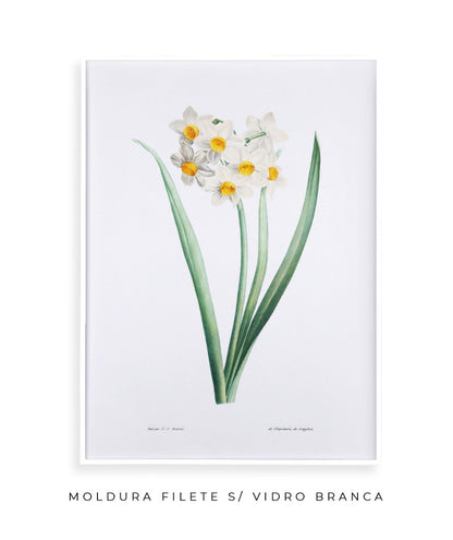 Narcisos