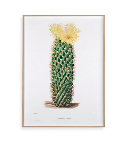 Mammillaria Erecta