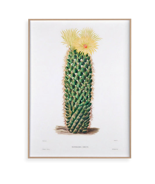 Mammillaria Erecta