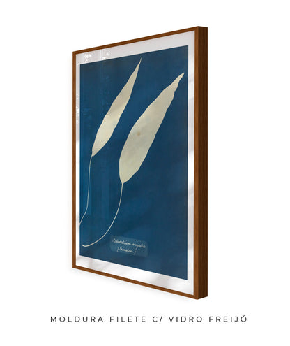Anna Atkins V