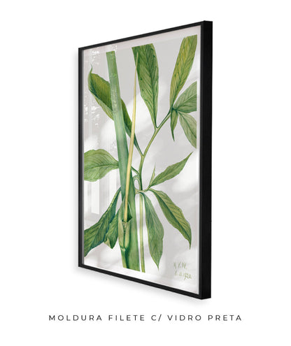 Natureza Viva