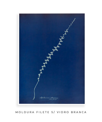 Anna Atkins VI