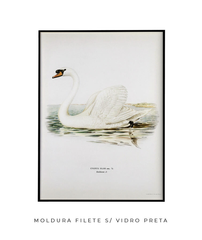 Cisne Branco II