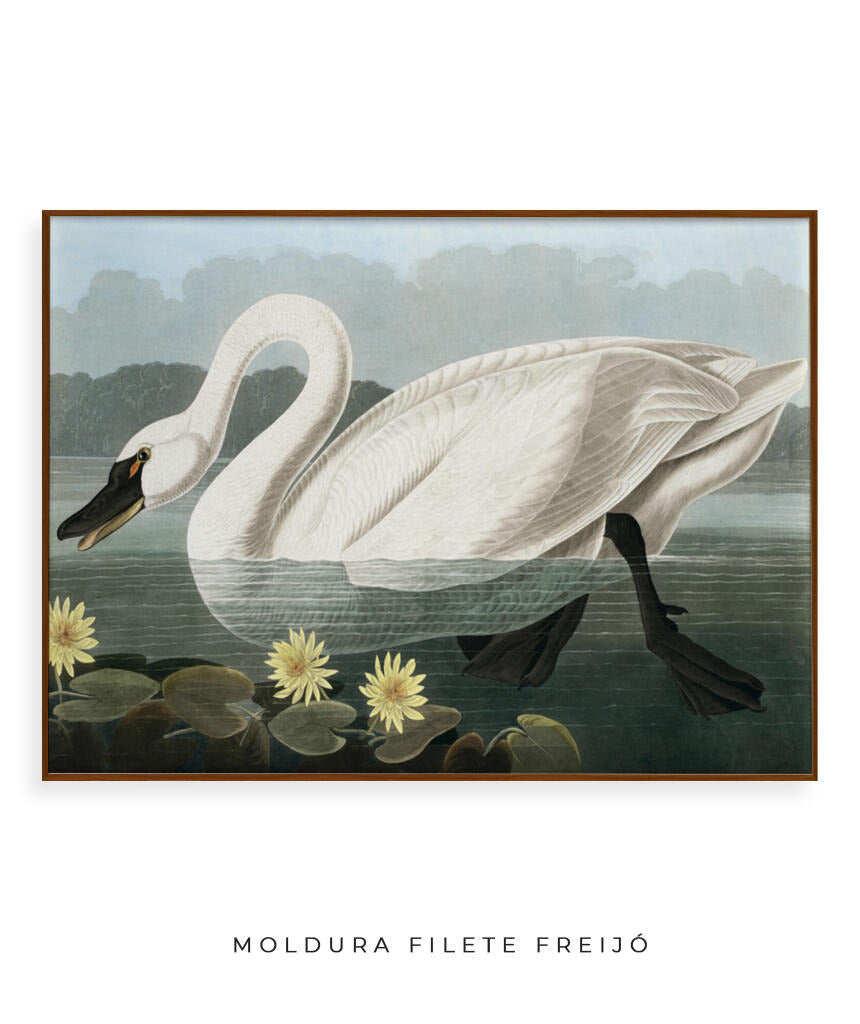 Cisne Branco