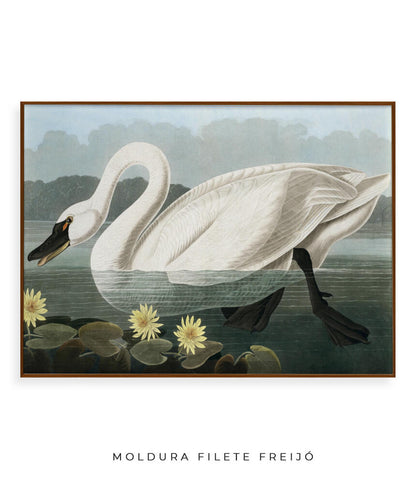 Cisne Branco