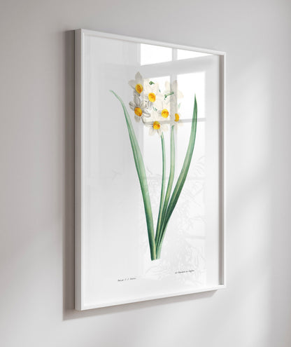 Narcisos
