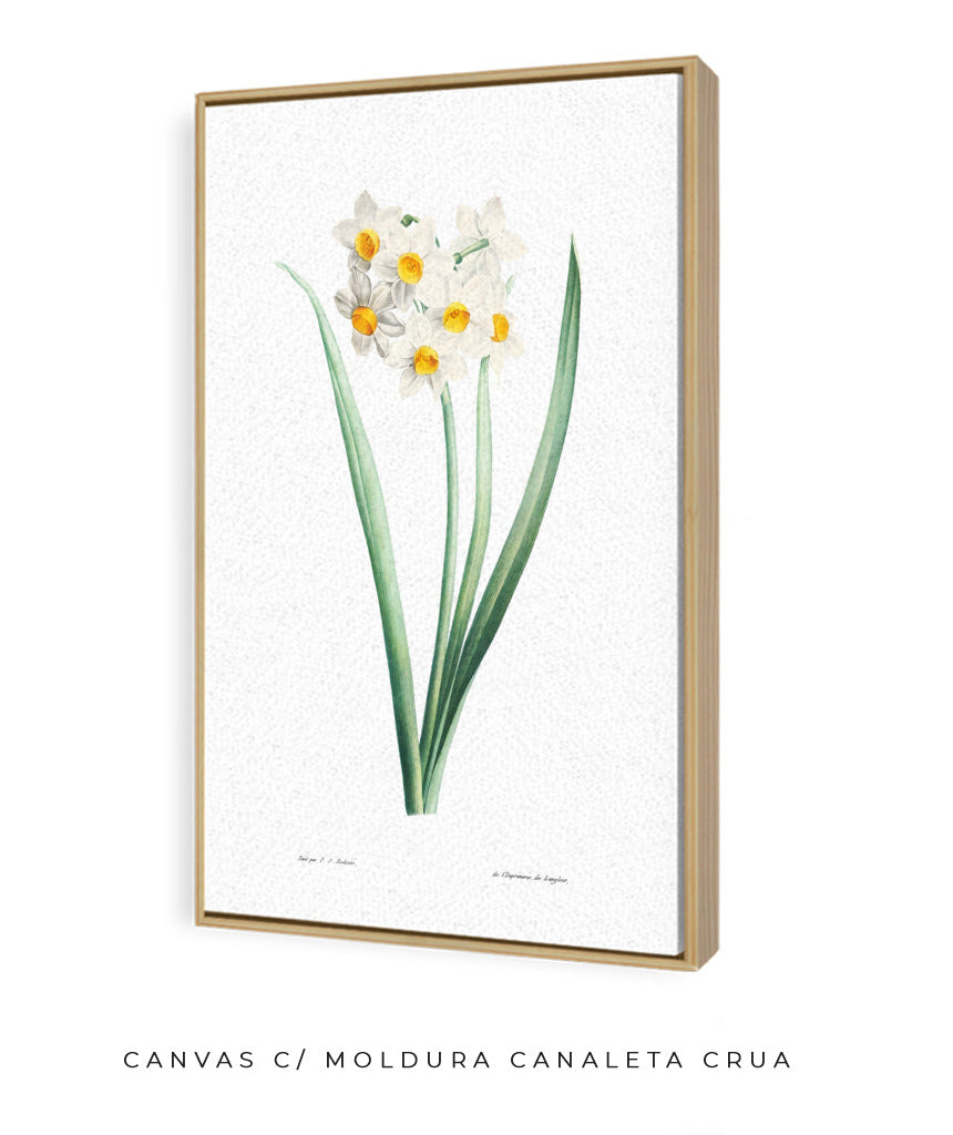 Narcisos