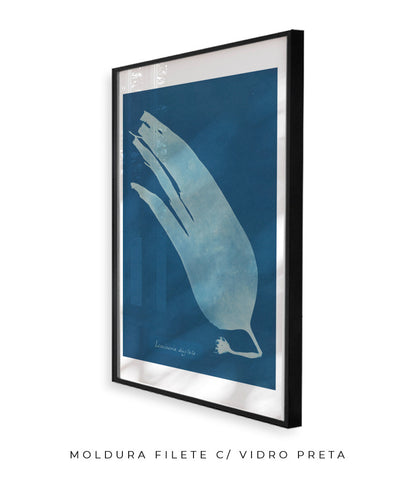 Anna Atkins I