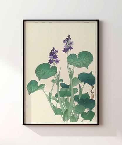 Blooming Hosta