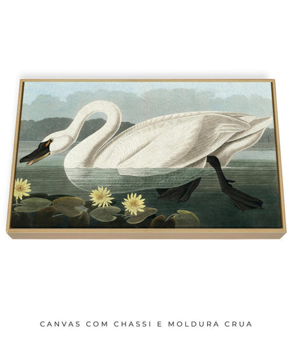 Cisne Branco