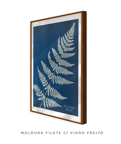 Anna Atkins IV