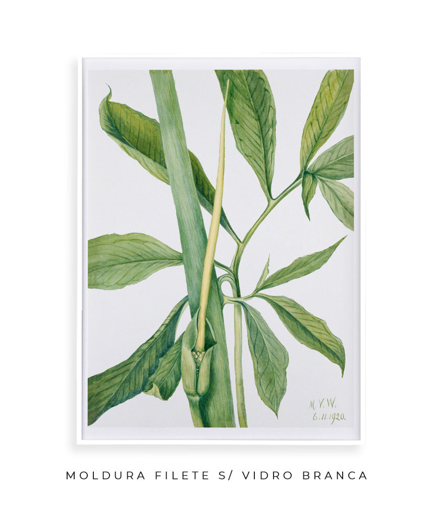 Natureza Viva