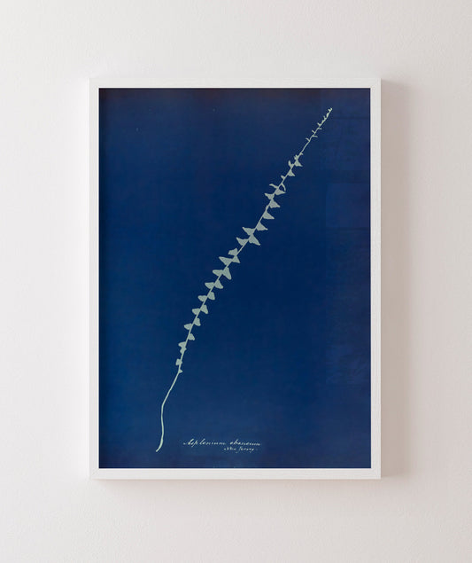 Anna Atkins VI