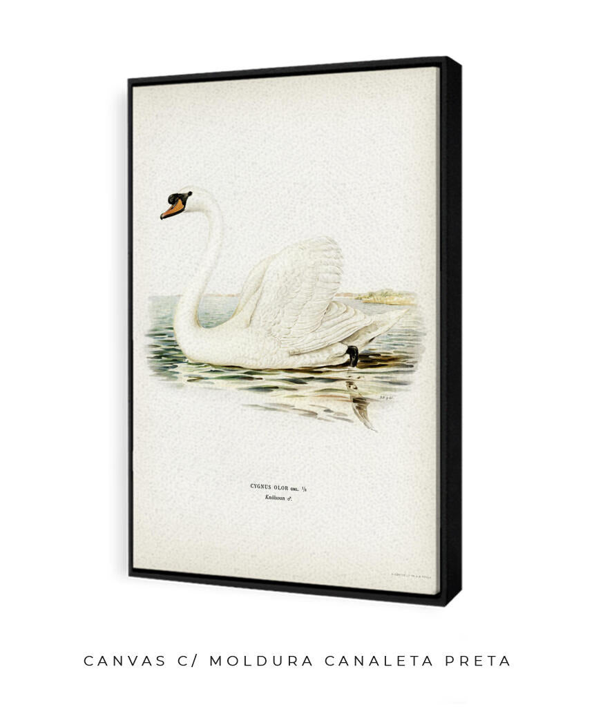 Cisne Branco II
