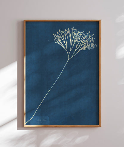 Anna Atkins VII