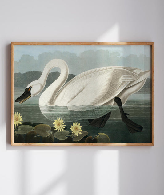 Cisne Branco