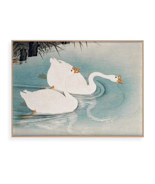 Os Cisnes