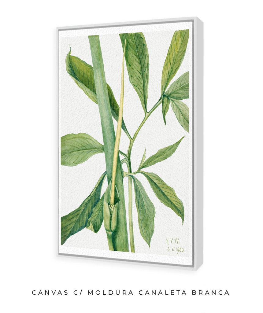 Natureza Viva