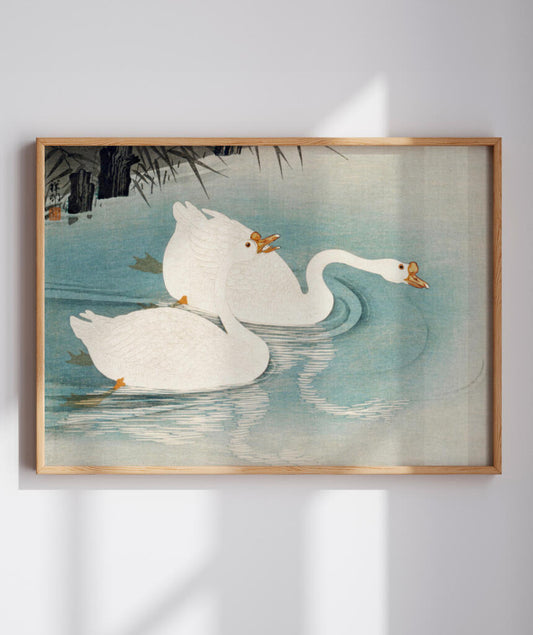 Os Cisnes