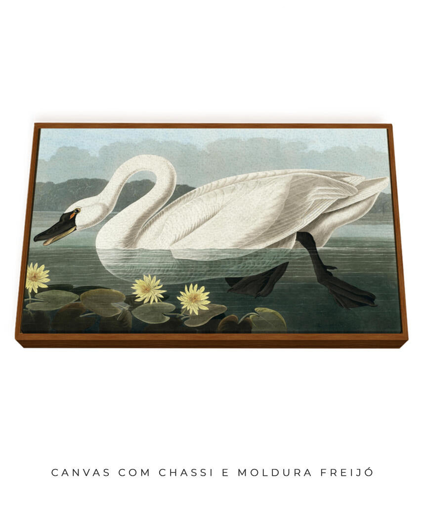 Cisne Branco