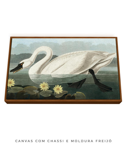 Cisne Branco