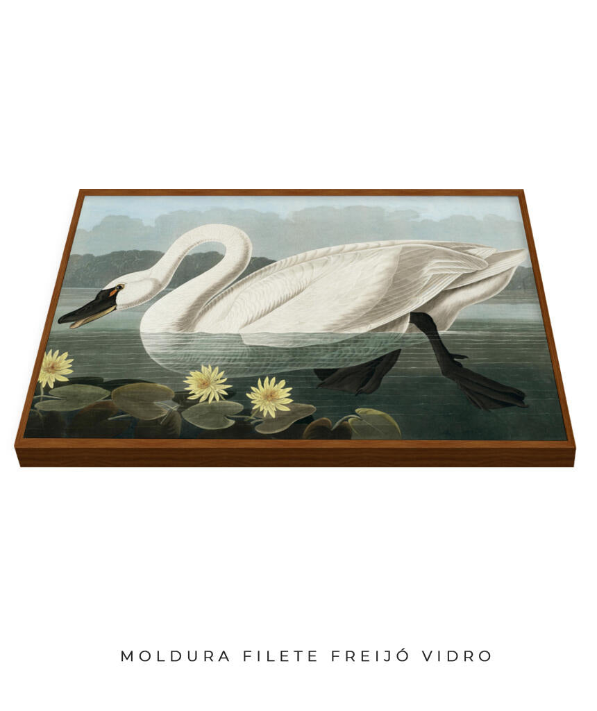 Cisne Branco