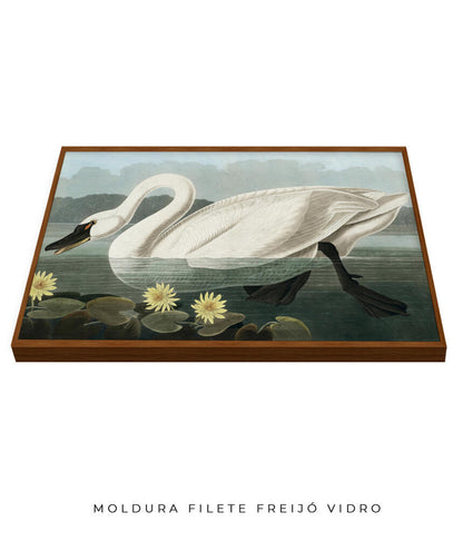 Cisne Branco