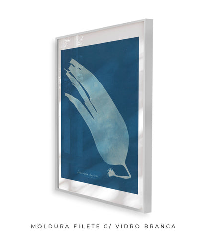 Anna Atkins I