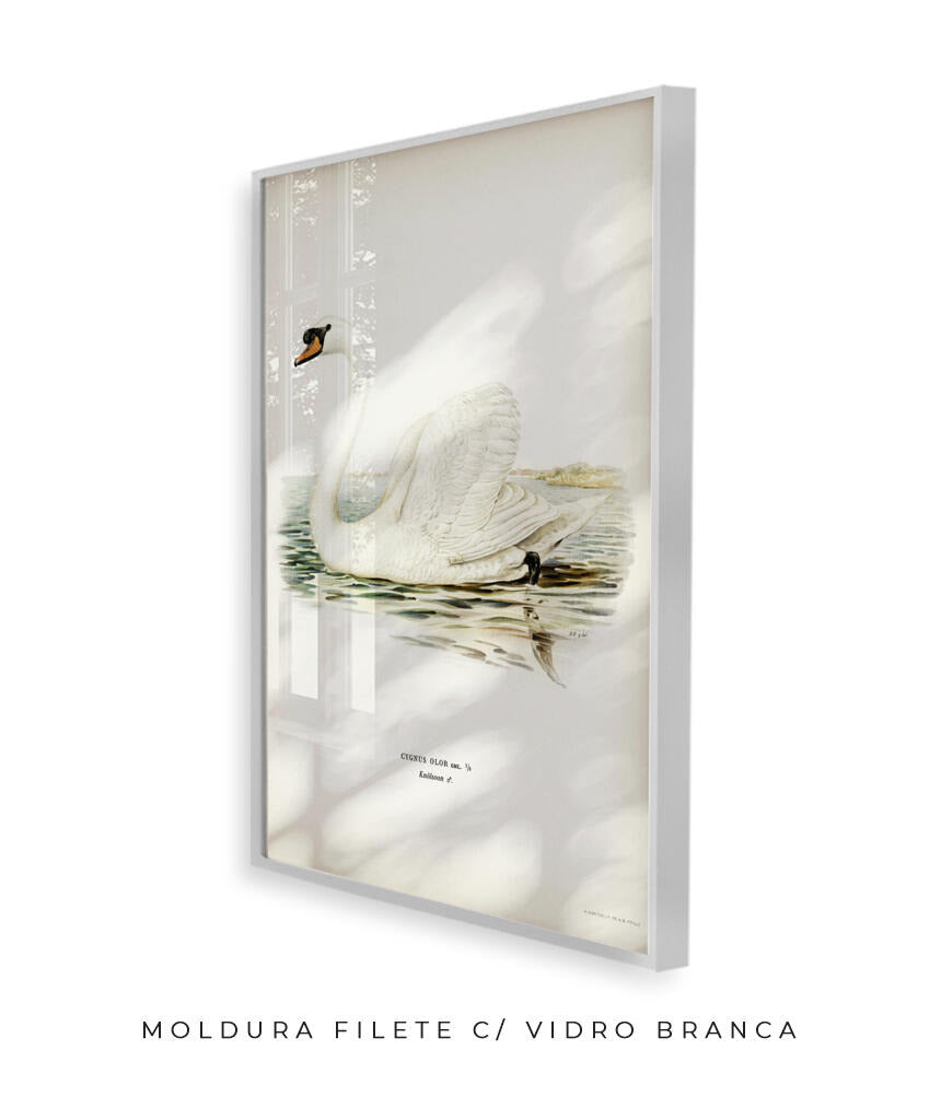 Cisne Branco II