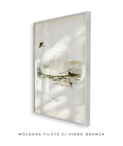 Cisne Branco II