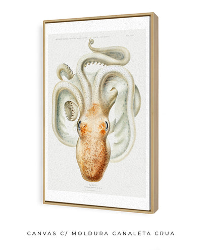 Polvo branco
