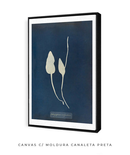 Anna Atkins III