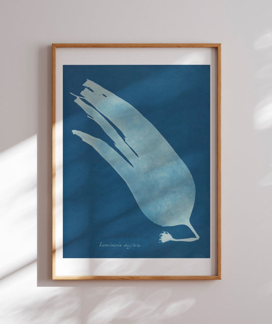 Anna Atkins I
