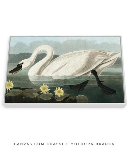 Cisne Branco